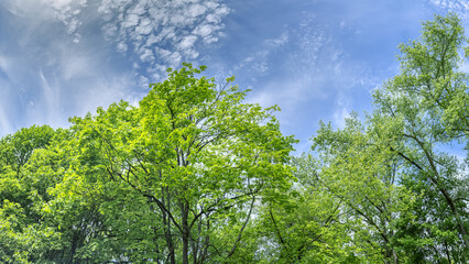 green treetops against beautiful cloudy blue sky. summer forest landscape. panoramic view.