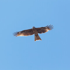 Red kite close up