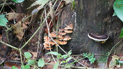mushrooms in the forest