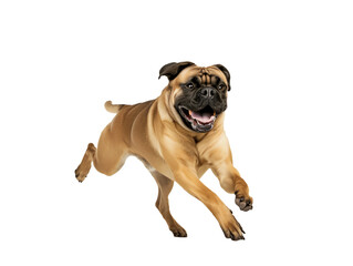 Obraz premium Full body shot of Mastiff dog, running happily, smiling.
