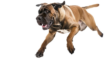Obraz premium Full body shot of Mastiff dog, running happily, smiling.