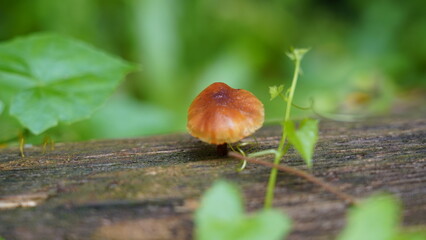 Close-Up Shot of a Mushroom
