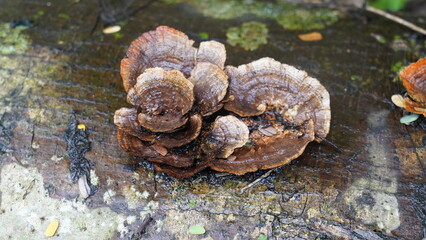 Rigidoporus ulmarius, commonly known as the Giant Elm Bracket or Elm Tree Polypore, is a type of wood-decaying fungus.|刺革菌屬