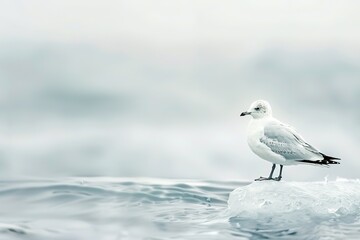 Seagull perched on icy surface in calm seascape