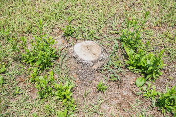 Cut cross section of a tree and grass in a park
