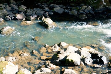river in the forest
