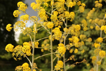 Fleurs jaunes Férule commune