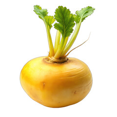 Yellow turnip isolated on transparent background