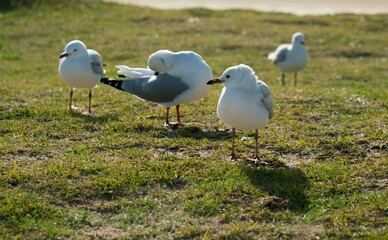 seagulls on the grass
