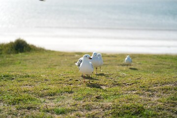 seagulls on the grass