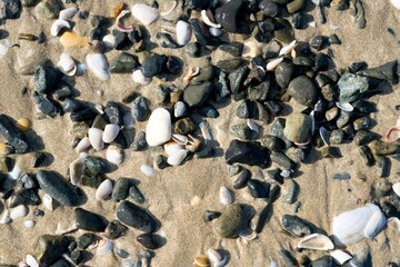 seashells on the beach