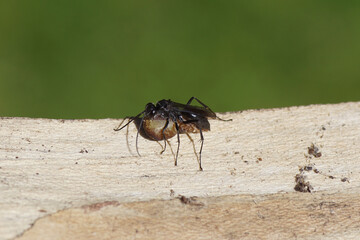 Black female spider wasp Agenioideus apicalis, family Pompilidae. With a spider as prey on a piece of wood. Dutch garden. Summer, June