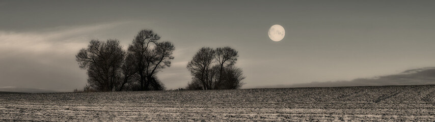 Field, forest and nature with tree in morning for twilight, environment or earth. Empty, countryside and horizon with moon for sustainability, outdoor peace or ecological landscape in Denmark
