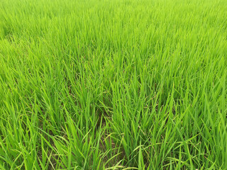 Green rice field in the countryside, closeup of photo with selective focus