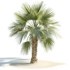 Fototapeta premium Elegant Isolated Palm Tree with Lush Green and Dry Brown Fronds