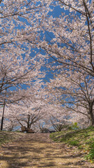 日本の春の風景・千葉県千葉市｜そが野ふれあい公園・サクラの丘と桜