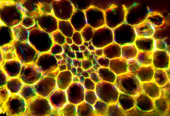 Bright yellow micrograph of a moss branch in transverse section.