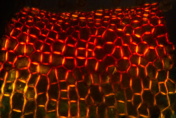 Obraz premium Capsule wall of a Hedwigia moss in an abstract micrograph.