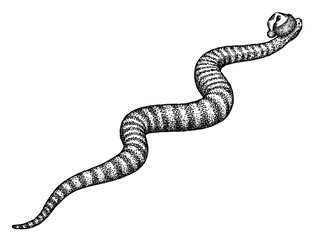 Vintage engraving isolated snake set dressed christmas illustration serpent ink santa costume sketch. Reptile asp background viper silhouette cobra new year hat art. Black and white hand drawn image