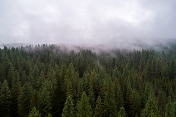 foggy trees in the forest