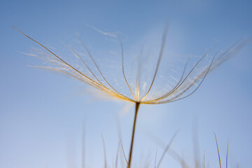 dandelion against blue sky