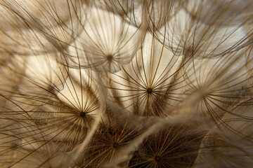 dandelion against blue sky