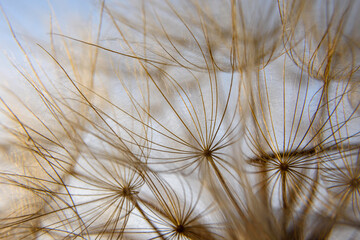 Obraz premium dandelion against blue sky
