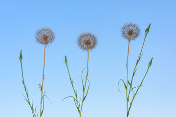 Naklejka premium dandelion against blue sky