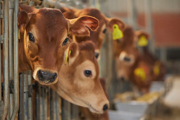 Cute newborn calf on a farm in Denmark close-up © Виктор Осипенко