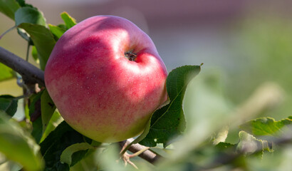 Red ripe apples on a tree in summer