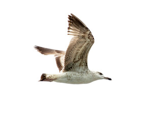 Seagull in flight isolated on a white background