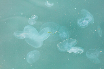 White jellyfish float on the surface of the water. Background