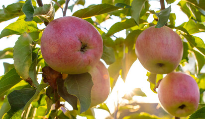 Red ripe apples on a tree in summer