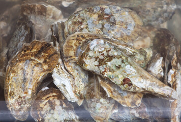 Oysters in an aquarium at the market. Close-up