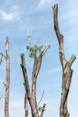Chopped branches of a tree against the sky in spring