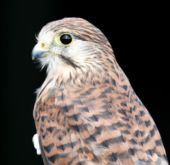 Portrait of a falcon on a black background