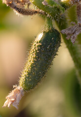 Cucumber fruit on a plant in nature.