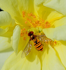 Eine kleine Schwebefliege sitzt auf der gelben Blüte einer Pflanze und bestäubt die Blütenstempel