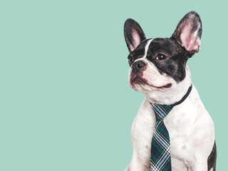 Serious, cute puppy and stylish tie. Isolated background. Closeup, indoors. Studio shot. Day light. Beauty and fashion. Concept of care, education, training and raising pets
