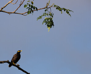 Brown myna of a tree branch looking dubious