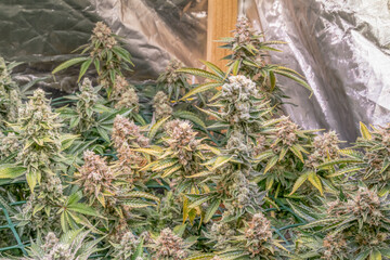 female blossom marijuana SoG Sea of Green net hemp cultivation technique Growing pot indoor bloom...