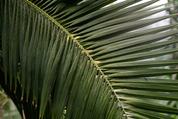 Close-Up View of a Lush Green Palm Leaf in a Tropical Garden