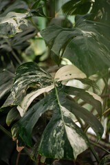 Variegated Monstera Deliciosa Leaf in a Tropical Greenhouse. Stryiskyi Park, Lviv, Ukraine
