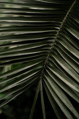 Close-Up View of a Lush Green Palm Leaf in a Tropical Garden