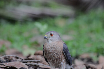 Shikra bird on the ground looking ominous