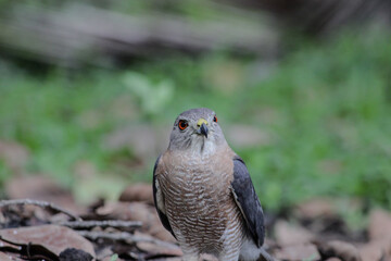 Shikra bird on the ground looking for a prey