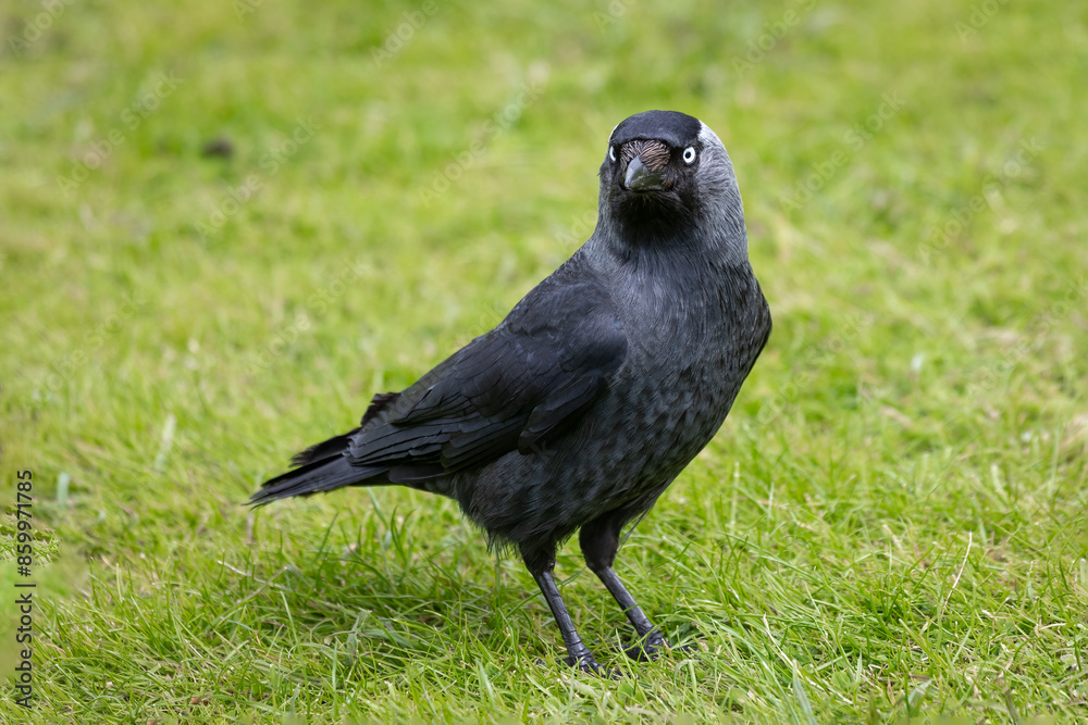 Poster standing on the grass is this beautiful jackdaw, coloeus monedula. it is looking forward with space 