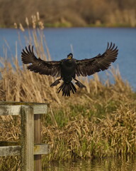 Front view of a single Double-crested Cormorant  landing head-on on a dock at a lake in Victoria, British Columbia, Canada.