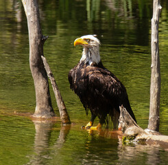 An adult Bald Eagle standing on a submerged log in a lake in Victoria, British Columbia, Canada.