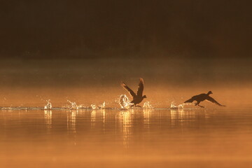 Pair of American Coots running along surface of water at sunrise in Victoria, British Columbia, Canada.